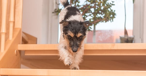 Small dog running down an open-design staircase.