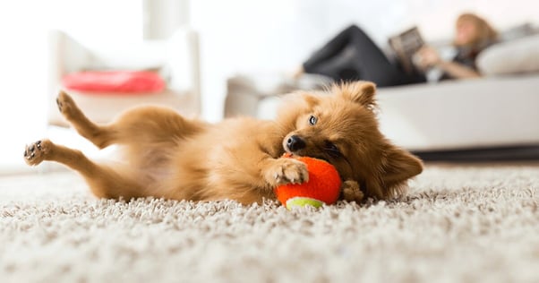 Small dog playing with a toy.