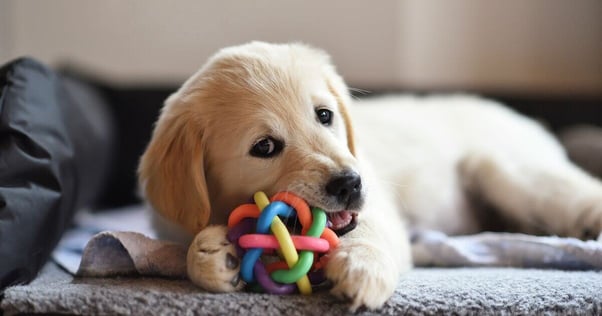 Young Golden Retriever playing with a multi-coloured dog chew.