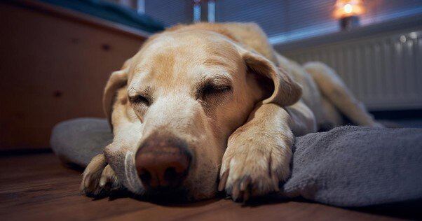 Cão Labrador Retriever na cama, dormindo à noite