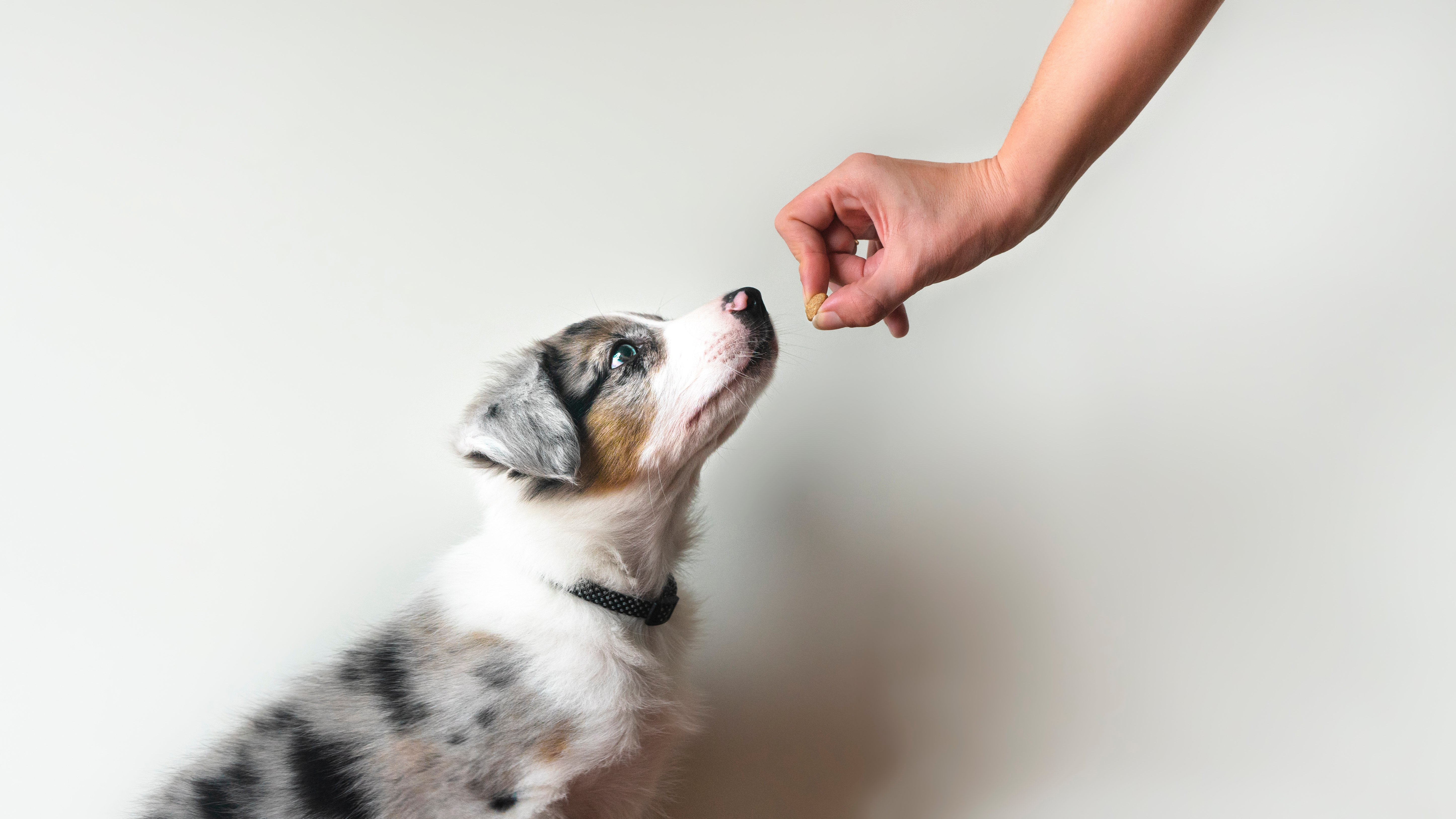 Cão aprendendo a sentar