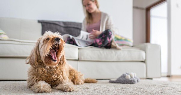 Cão bocejando ao lado de seu humano