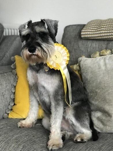 Cão com sua medalha