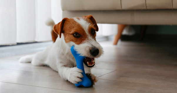 Cão distraído com brinquedo para mastigar