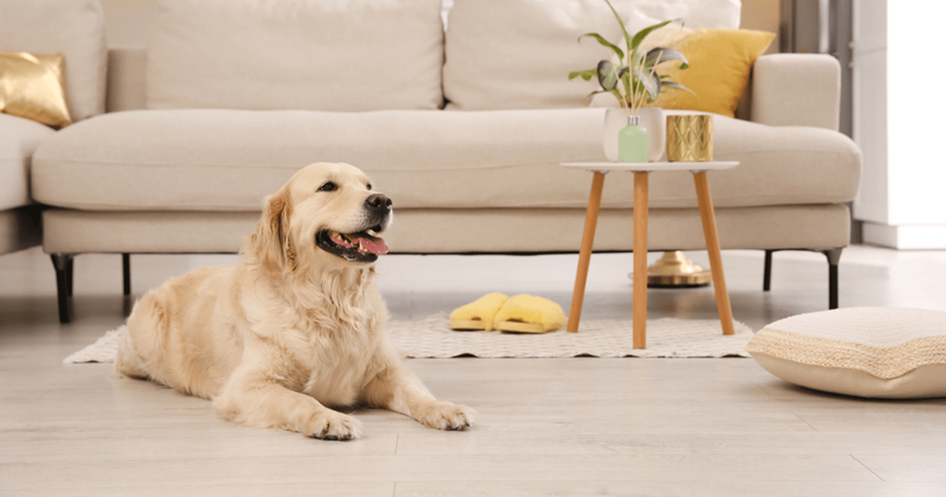 Cão feliz e relaxado em uma sala de estar contemporânea