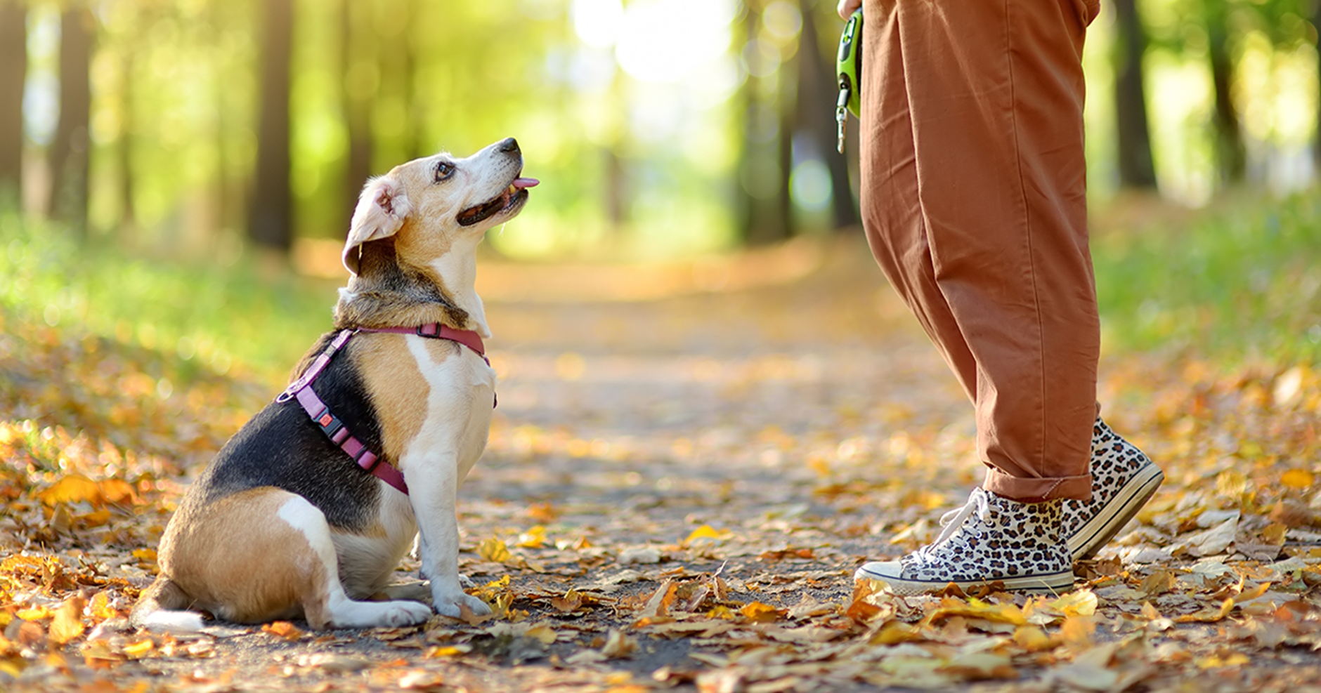 Cão idoso em uma caminhada em uma floresta outonal