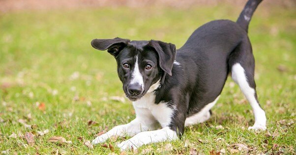 Cão preto e branco brincando na grama