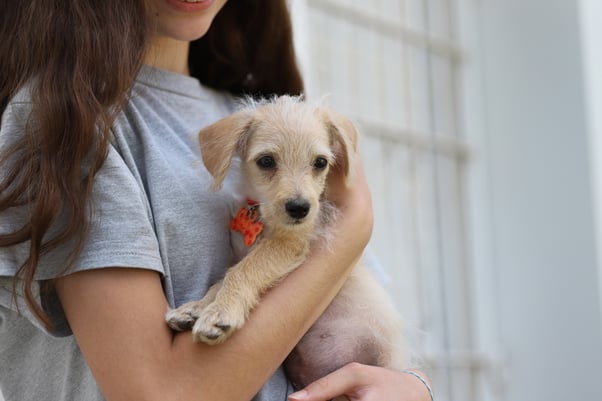 Small puppy being held in a woman’s arms.