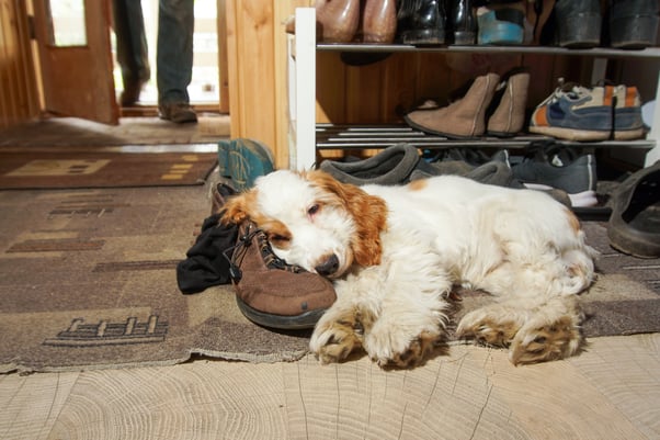 Puppy lying in front of a shoe rack with their head resting on a shoe.