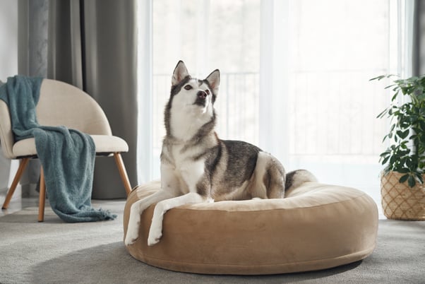 Husky dog sitting on a dog bed with its head tilted upwards.  