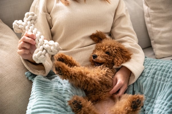 Woman holding a toy and playing with a Poodle puppy in her lap.