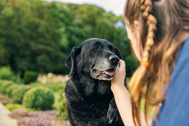 A human crouching down petting the face of a senior black Labrador. 