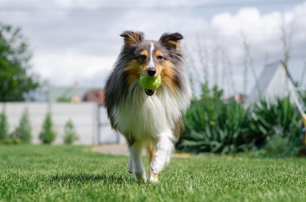 Long-haired dog playing with a ball in a sunny outdoor garden.