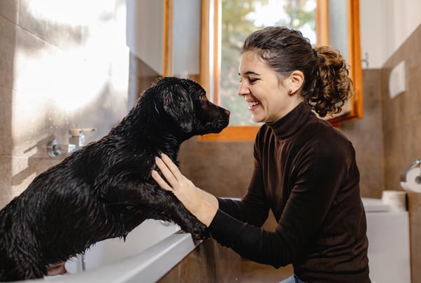 Dark brown dog standing up in a bath looking at a woman smiling.  