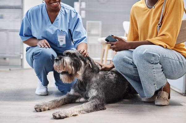 Dog being petted on their head and back in the waiting room of a veterinarian practice.