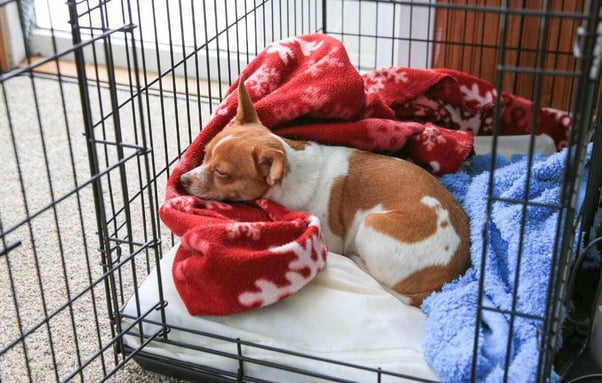 Small brown and white dog curled up and sleeping peacefully in their crate.