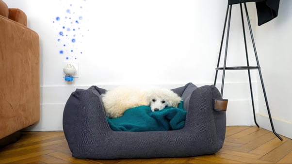 White fluffy dog lying peacefully in a dog bed beside an ADAPTIL Calm diffuser.