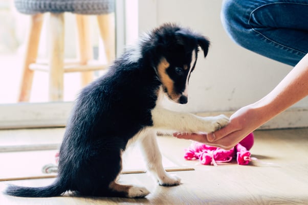 Border collie puppy lifting a paw onto a person’s hand.