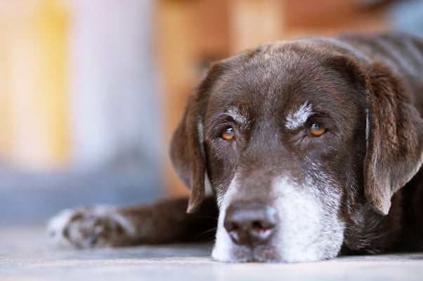 A senior dog laying down resting its head on the floor. 