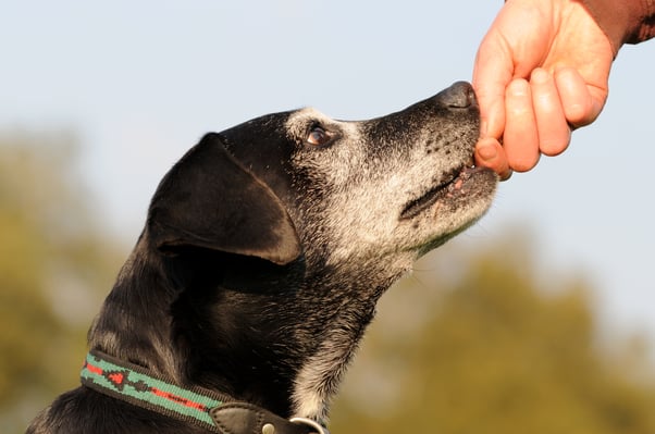 Senior dog eating a treat from a human’s hand.