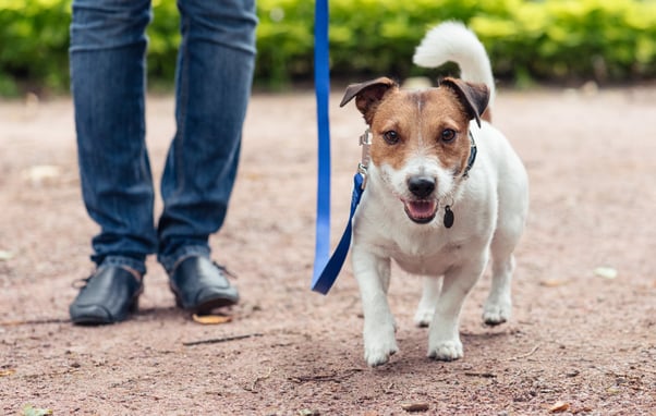 A person walking a small dog on a lead outdoors.
