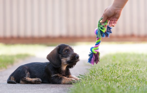 Person reaching out with a bright coloured chew toy for their small puppy to play with outside.