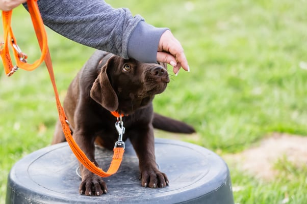 A chocolate Labrador puppy learning with positive reinforcement outdoors