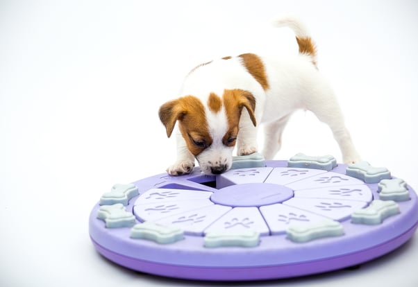 Small puppy playing with an activity feeder toy.