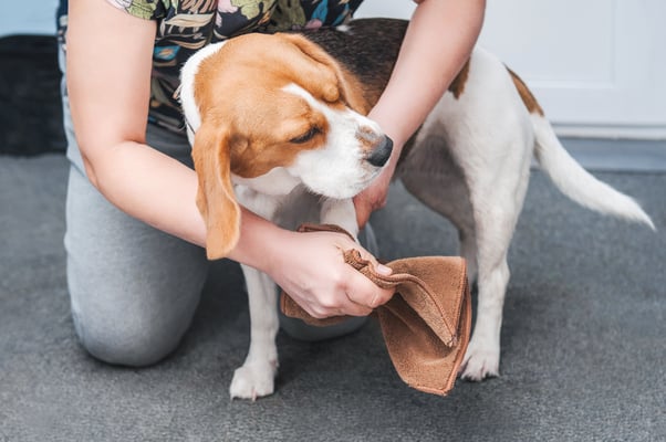 Human cleaning a dog’s muddy paws with a brown cloth.  