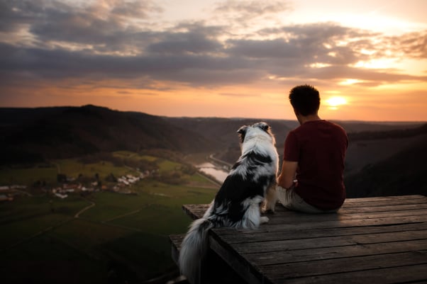 A dog sitting on a ledge outside with a human watching a sunset. 