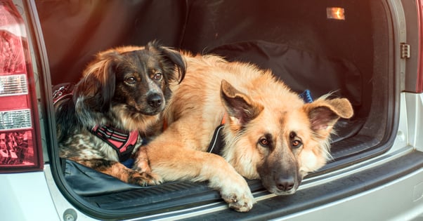 Relaxed dogs sitting in the open boot of a car.
