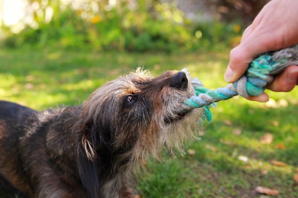 Senior dog playing tug of war outside with a human. 