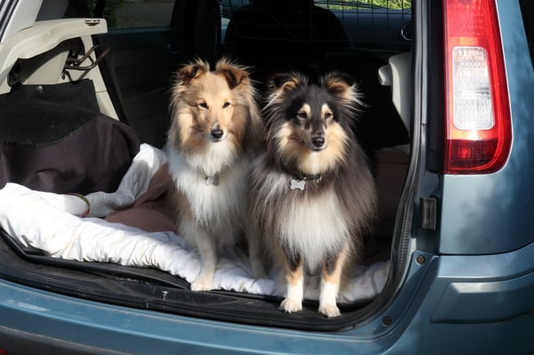 Two dogs stood in the boot of a car.