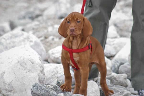 Vizsla puppy in red harness walking with a human experiencing a rocky surface.