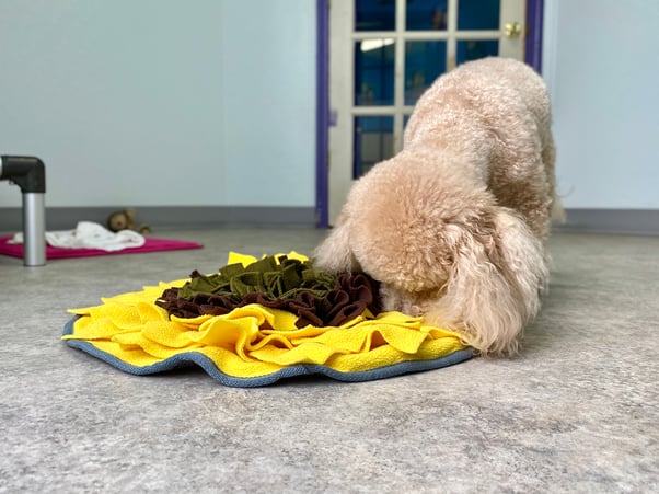 White Poodle dog searching for food in a yellow and brown snuffle mat.