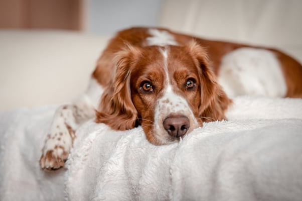 Welsh Springer Spaniel lying on a sofa with its head resting on a blanket.