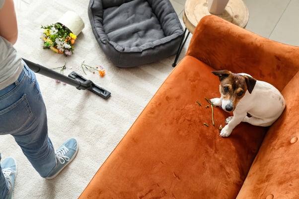 Small dog sat on a sofa with twigs on it while a human is hoovering plants spilt from a pot on the floor. 