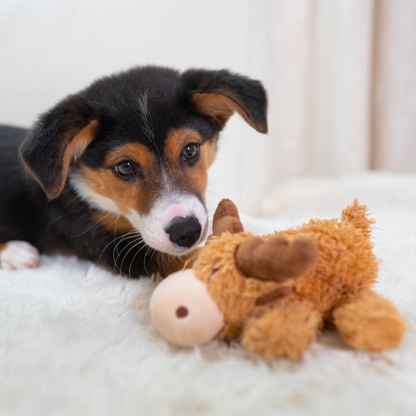 Puppy lay on a fluffy blanket with a brown cow toy sat in front of them.
