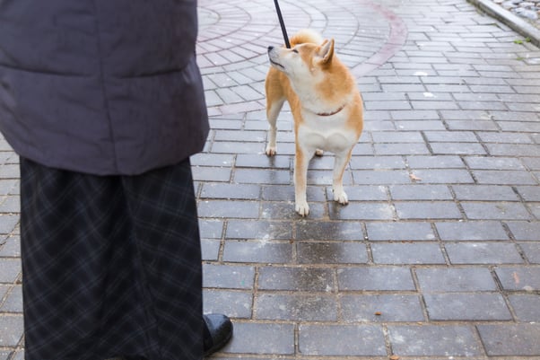 Shiba Inu dog looking away from human while on a walk.