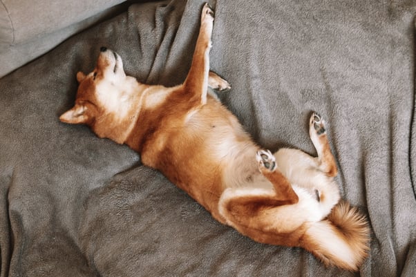 Dog laying on their back on the sofa with paws up.