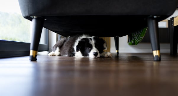 Black and white dog lying underneath a chair.