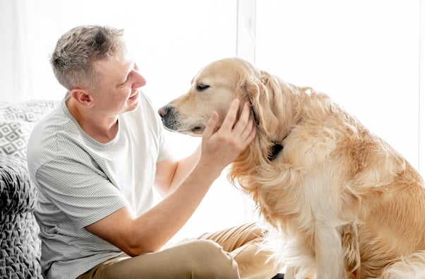 Man gently petting an elderly Golden Retriever. 