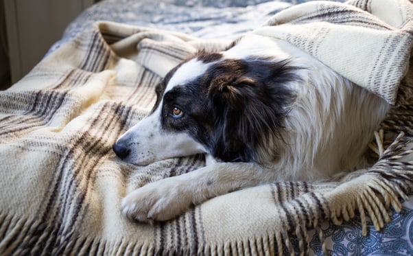 Black and white dog laying down on a blanket showing signs of stress. 