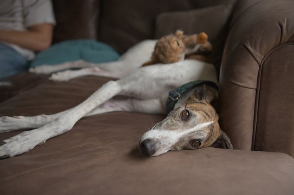 Greyhound lying on a sofa with a furry toy and a human sitting in the background. 