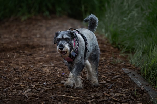 A Schnauzer dog wearing a harness walking on a wood chip path.