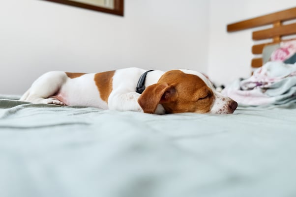 A dog calmly sleeping on a bed.