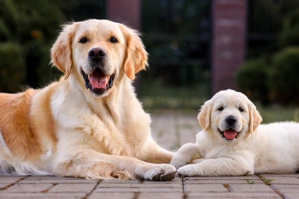A labrador puppy lying next to an adult labrador outside. 