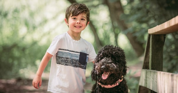 Boy petting a dark brown coloured Goldendoodle who is wearing a pink collar. 