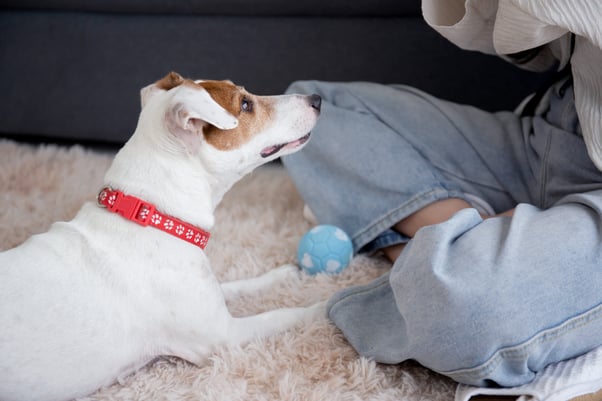 Jack Russell terrier playing with their human on a soft rug.