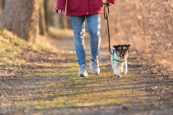 Small happy dog being led on a walk outdoors on a sunny winter day.